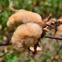 Load image into Gallery viewer, pakucho native cotton puff of cotton.
